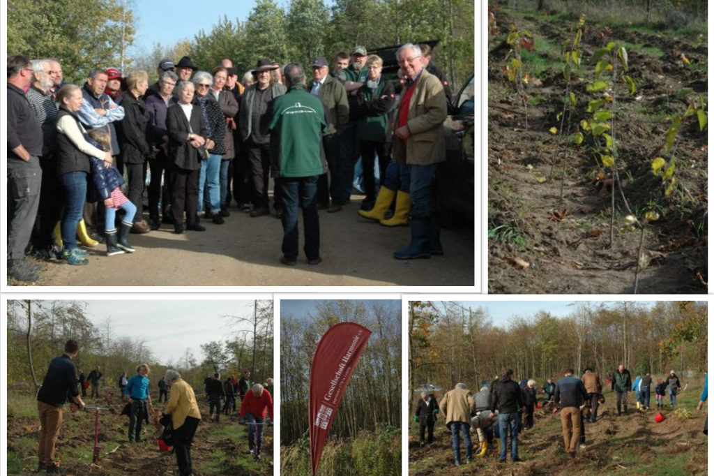 2019-10-26 – Collage Baumpflanzen mit Harmonie